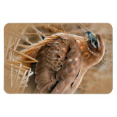 Schöner Northern Harrier Hawk in den Marschen Magnet (Horizontal)
