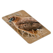 Schöner Northern Harrier Hawk in den Marschen Magnet (Rechte Seite)