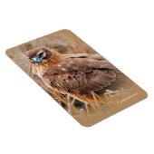 Schöner Northern Harrier Hawk in den Marschen Magnet (Rechte Seite)