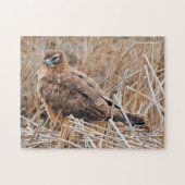 Schöner Northern Harrier Hawk in den Marschen Puzzle (Horizontal)