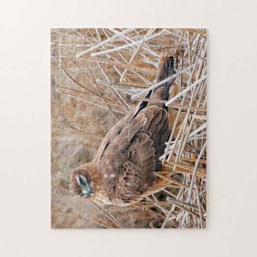 Schöner Northern Harrier Hawk in den Marschen Puzzle (Vertikal)