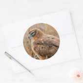 Schöner Northern Harrier Hawk in den Marschen Runder Aufkleber (Umschlag)