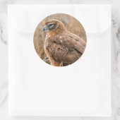 Schöner Northern Harrier Hawk in den Marschen Runder Aufkleber (Tasche)