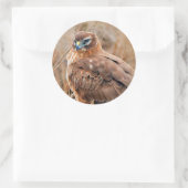 Schöner Northern Harrier Hawk in den Marschen Runder Aufkleber (Tasche)
