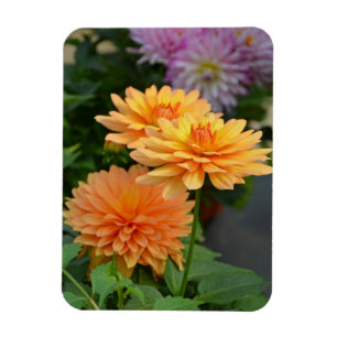 Schöner orange Dahlie-Blumen-Kühlschrankmagnet Magnet