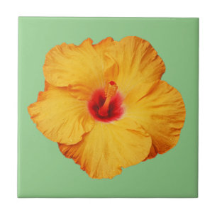 Schöner orangefarbener Hibiskus Blume Fliese