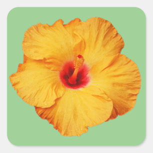 Schöner orangefarbener Hibiskus Blume Quadratischer Aufkleber