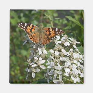 Schöner orangefarbener Schmetterling und weiße Blu Magnet