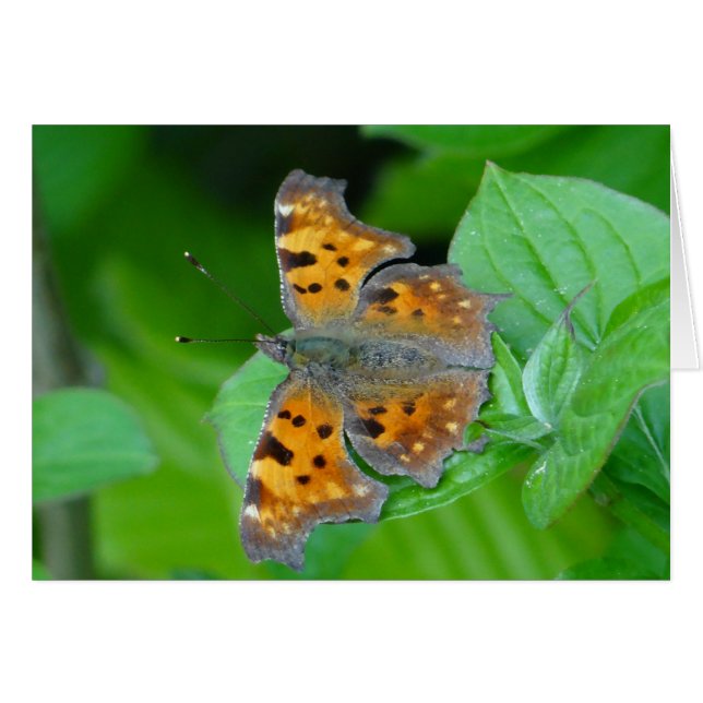 Schöner Orangenschmetterling (Vorderseite (Horizontal))