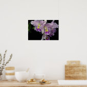 Schöner Orchid, Cattleya (ariel x labiata) Poster (Küche)