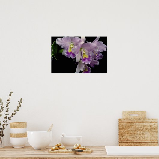 Schöner Orchid, Cattleya (ariel x labiata) Poster (Küche)