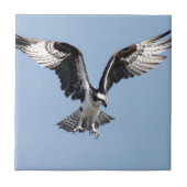 Schöner Ospreyvogel, der nach Opfer sucht Fliese (Vorderseite)