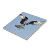 Schöner Ospreyvogel, der nach Opfer sucht Fliese (Seite)