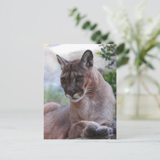 Schöner Panther Postkarte (Stehend Vorderseite)