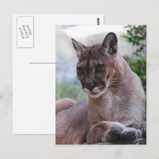 Schöner Panther Postkarte (Vorne/Hinten)