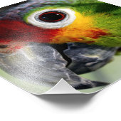 Schöner Papagei Fotodruck (Ecke)