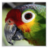 Schöner Parrot Fotodruck (Vorne)