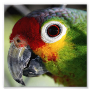Schöner Parrot Fotodruck