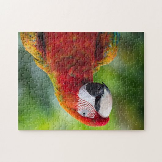 Schöner Parrot Puzzle (Horizontal)