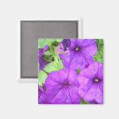 Schöner Petunia-Magnet Magnet (Vorderseite/Rückseite)