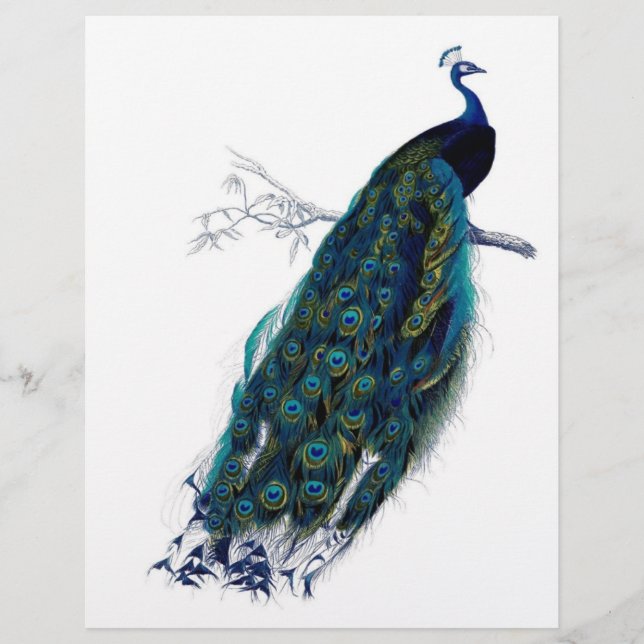 Schöner Pfau (Vorderseite)