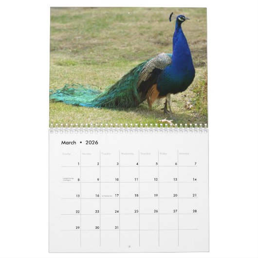 Schöner Pfau 2024 Kalender (Mär 2026)