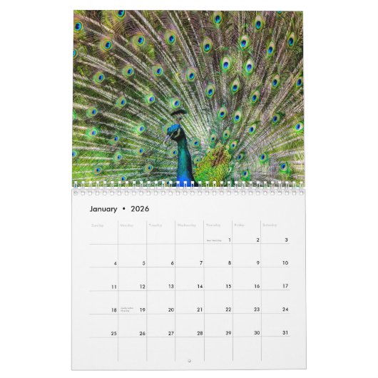 Schöner Pfau 2024 Kalender (Jan 2026)