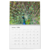 Schöner Pfau 2025 Kalender (Jan 2026)