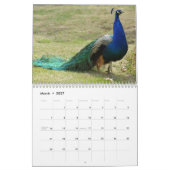Schöner Pfau 2027 Kalender (Mär 2027)