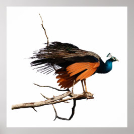 Schöner Pfau auf dem Ast Poster