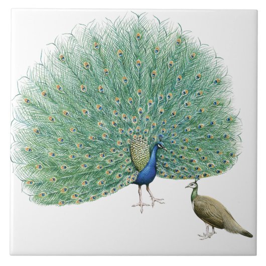 Schöner Pfau Fliese (Vorderseite)