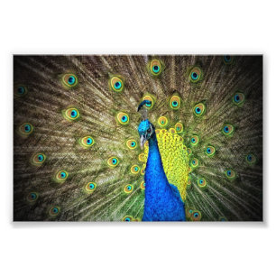 Schöner Pfau Foto
