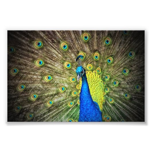 Schöner Pfau Foto (Vorne)