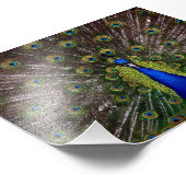 Schöner Pfau Fotodruck (Ecke)