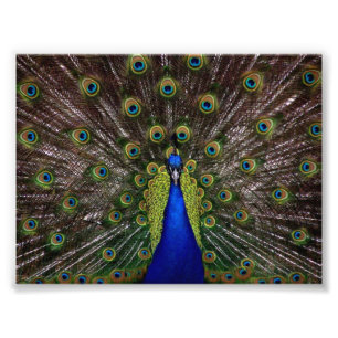 Schöner Pfau Fotodruck