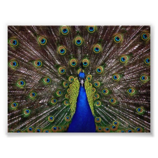 Schöner Pfau Fotodruck (Vorne)