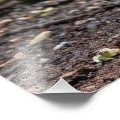 schöner Pfau Fotodruck (Ecke)