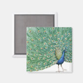 Schöner Pfau Magnet (Vorderseite/Rückseite)