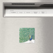 Schöner Pfau Magnet (In Situ (Geschirrspüler))
