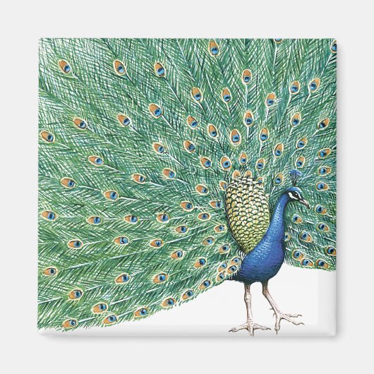 Schöner Pfau Magnet (Vorne)