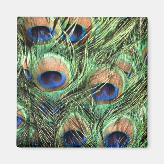 Schöner Pfau Magnet (Vorne)