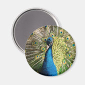 Schöner Pfau Magnet (Vorderseite/Rückseite)