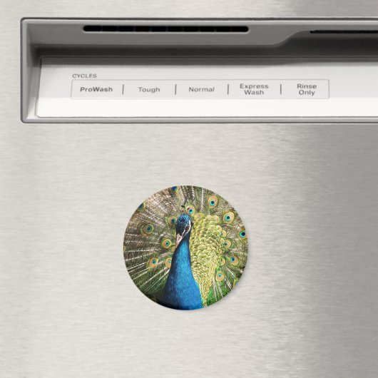 Schöner Pfau Magnet (In Situ (Geschirrspüler))