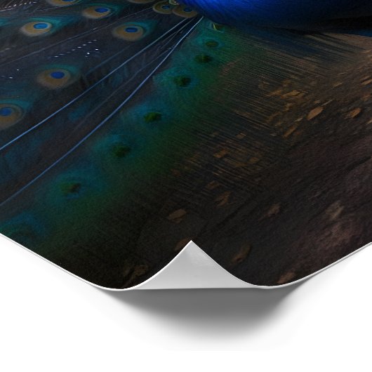 Schöner Pfau mit einem farbenfrohen Schwanz Poster (Ecke)