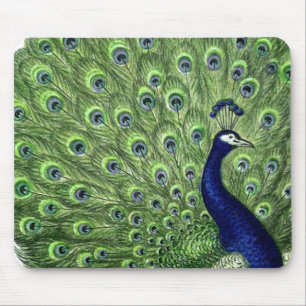 Schöner Pfau Mousepad