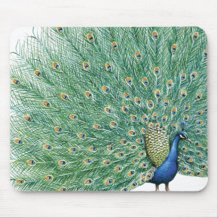 Schöner Pfau Mousepad