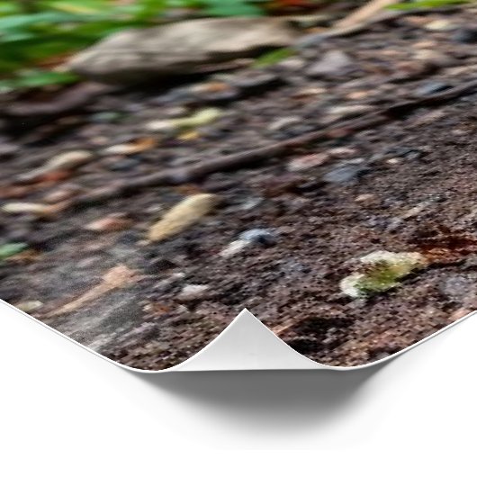 schöner Pfau Poster (Ecke)