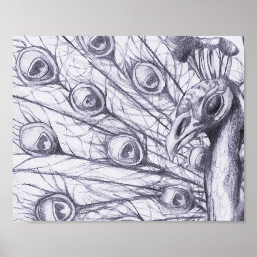 Schöner Pfau Poster (Vorne)