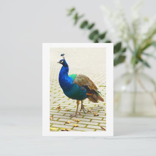 Schöner Pfau Postkarte (Stehend Vorderseite)