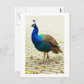 Schöner Pfau Postkarte (Vorne/Hinten)